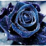 blue-rose-flowers-wonderful-love