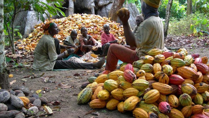 WOMEN COCOA FARMERS