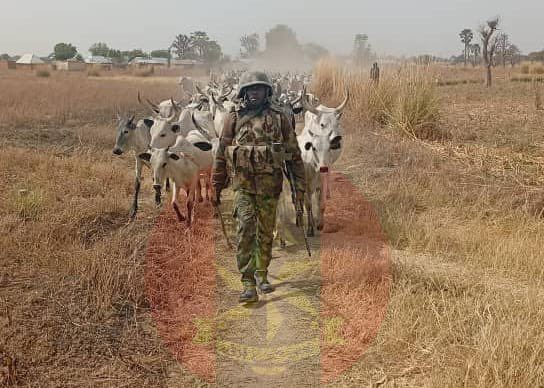 THE HERD RECOVERED