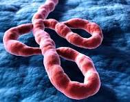 EBOLA
